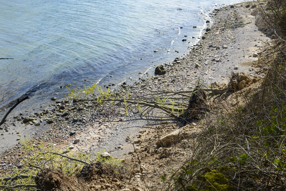 Umgefallene Bäume am Strand von Skelde Kobbelskov auf Broagerland (Nordschleswig/Sønderjylland). Aufnahm: 22. April 2024.