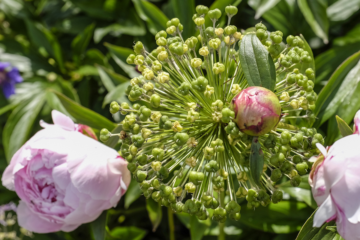 Unbekannte, abgeblühte Blüte und Pfingstrosenknospe, Neuötting 05.06.2014