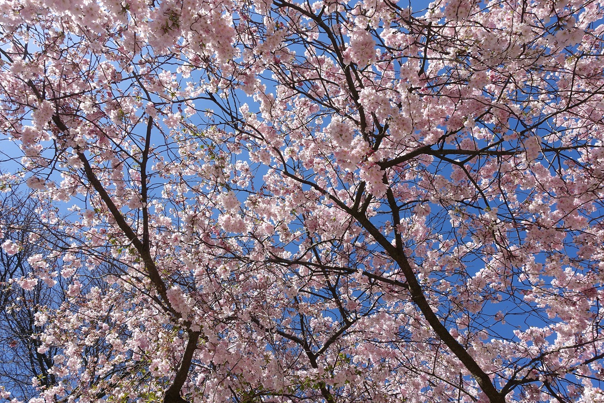 unter Kirschblüten lustwandeln am 1.4.2019 an der Außenalster /