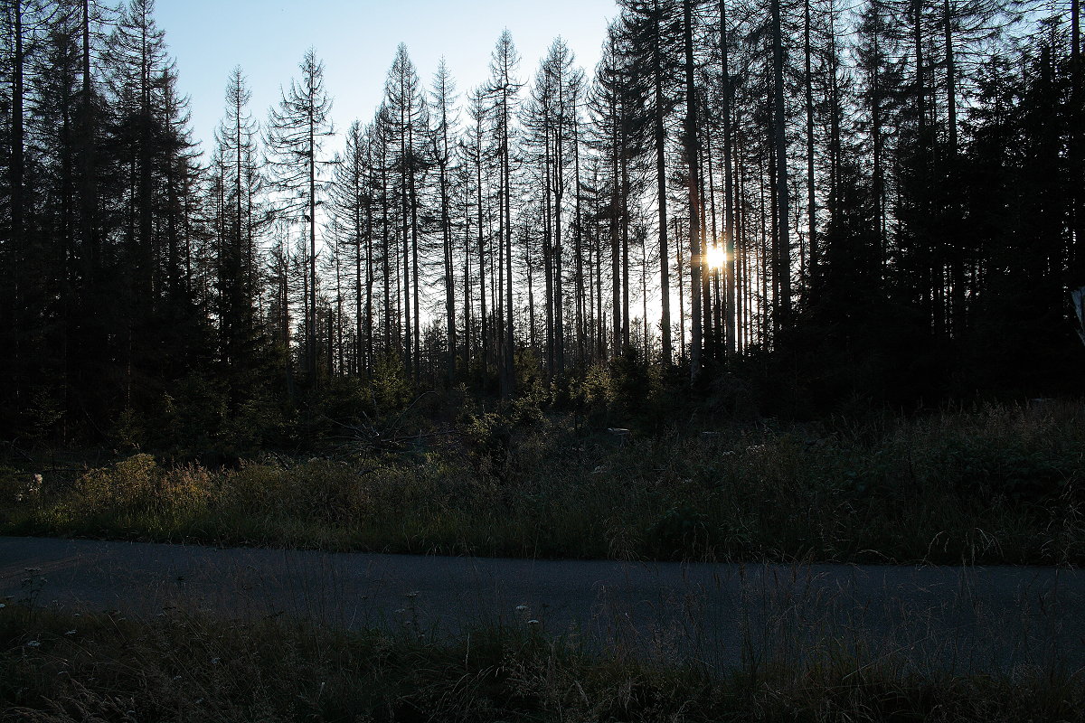Untergehende Sonne im Urwald an der Hahnenkleer Waldstraße; Aufnahme vom Abend des 03.09.2021...