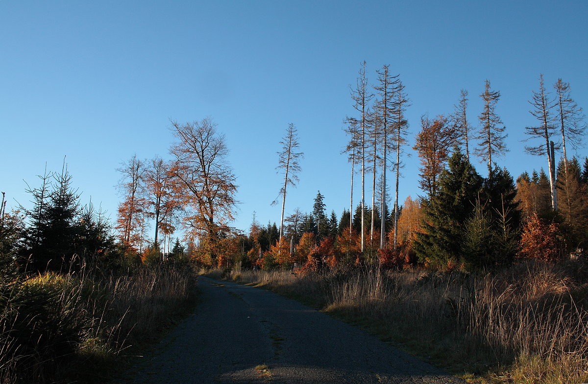 Unterwegs auf der Hahnenkleer Waldstraße durch die herbstliche Wildnis; Abend des 24.10.2021...