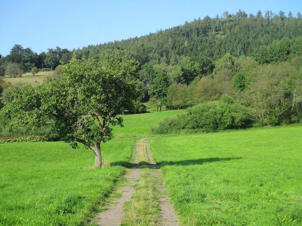 Unzählige Wanderwege gibt es rund um Floh Seligenthal.Am 30.Mai 2020 ging ich auf diesen Weg spazieren.