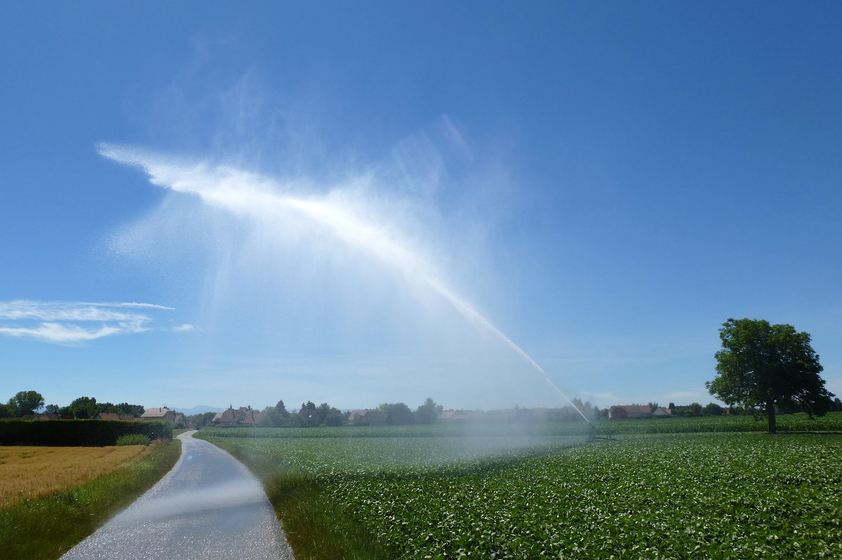 unzhlige dieser Wasserkanonen stehen in der elsischen Rheinebene, wie hier bei Baltzenheim, damit werden die EU-subventionierten Monokulturen Mais und Soja am Leben gehalten, Juni 2017