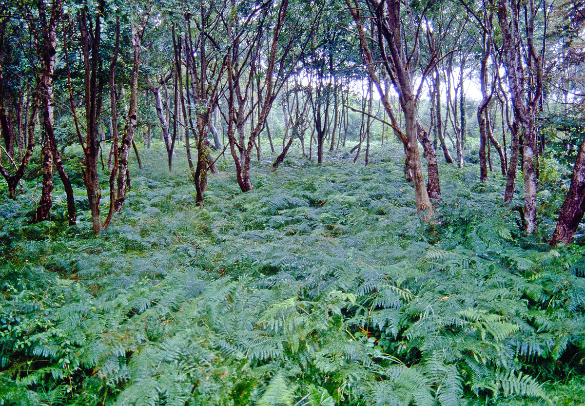 Urwald auf Darß. Bild vom Dia. Aufnahme: August 2001.