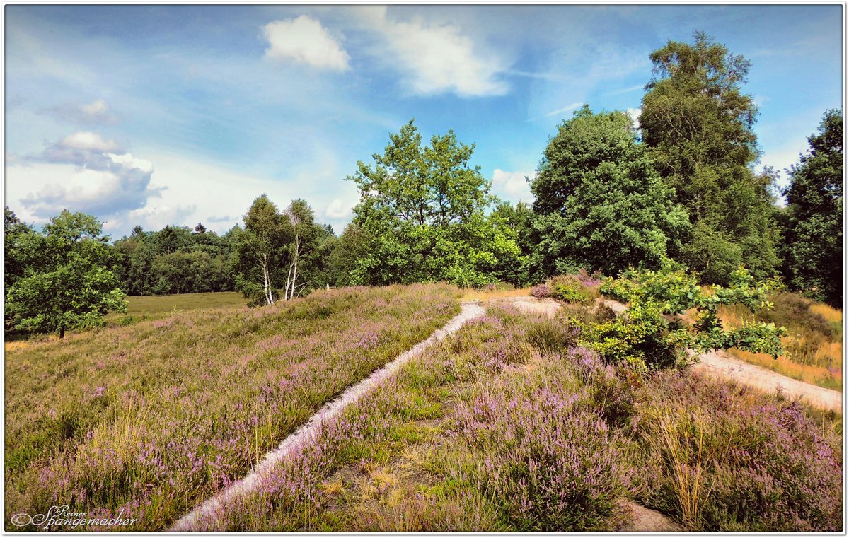 Vareler Heide bei Scheeßel, Heiderandgebiet, Anfang August 2016