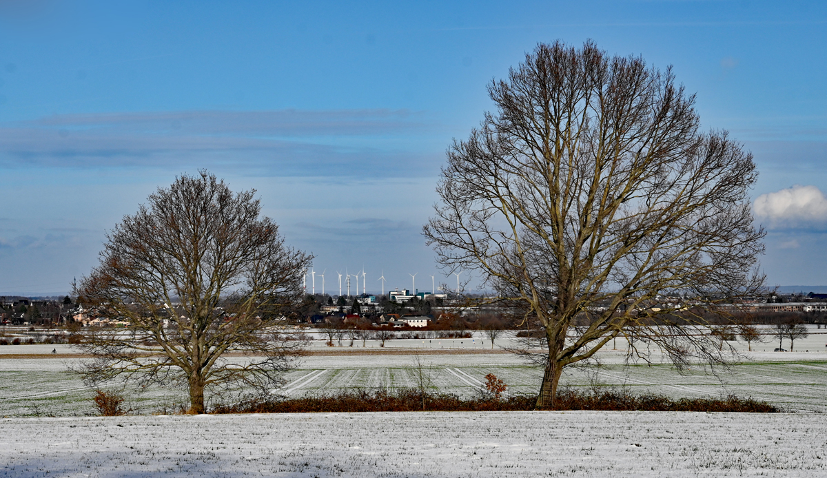 Vater und Sohn-Baum bei Euskirchen, dazwischen ein Windpark in der Ferne - 16.01.2024