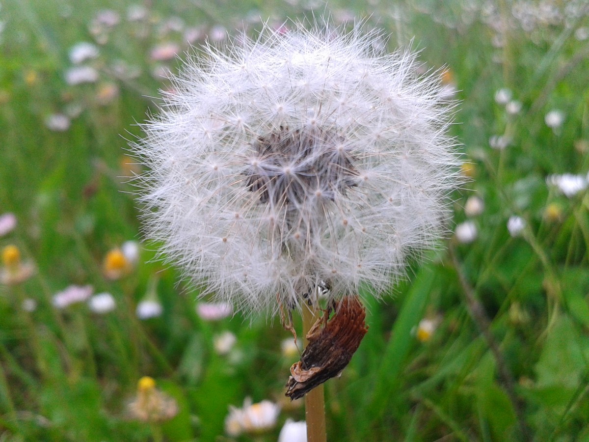 Verblühter Löwenzahn ( Pusteblume ), 7.5.2015