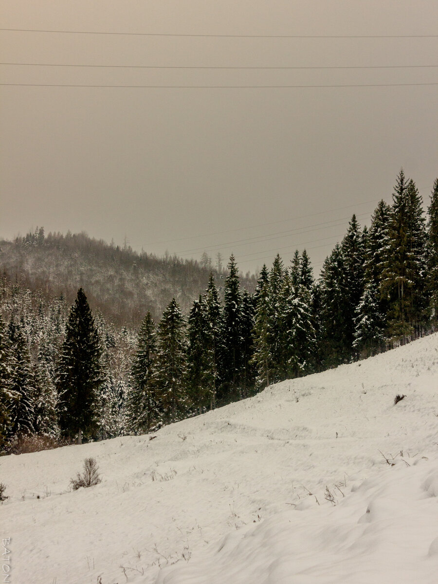 Verschneite Karpatenwälder / Wolowetz, Ukraine / 07.02.2025