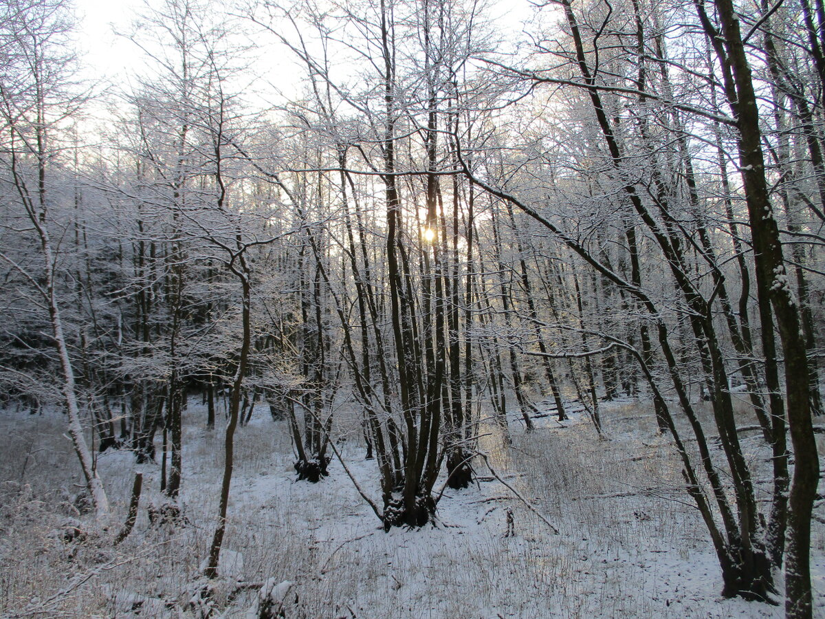 Verschneiter Wald bei Tilzow am 21.Dezember 2021.
