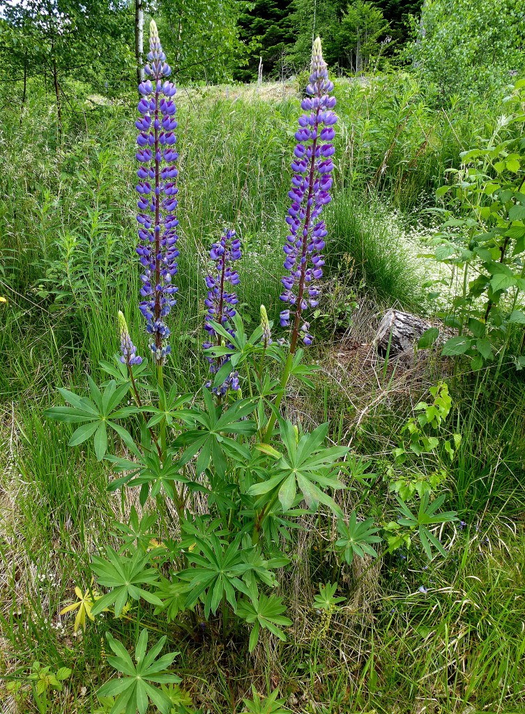 Vielblttrige Lupine, die verwilderte Gartenpflanze steht hufig an Straenrndern, Bahndmmen u.., Juni 2014