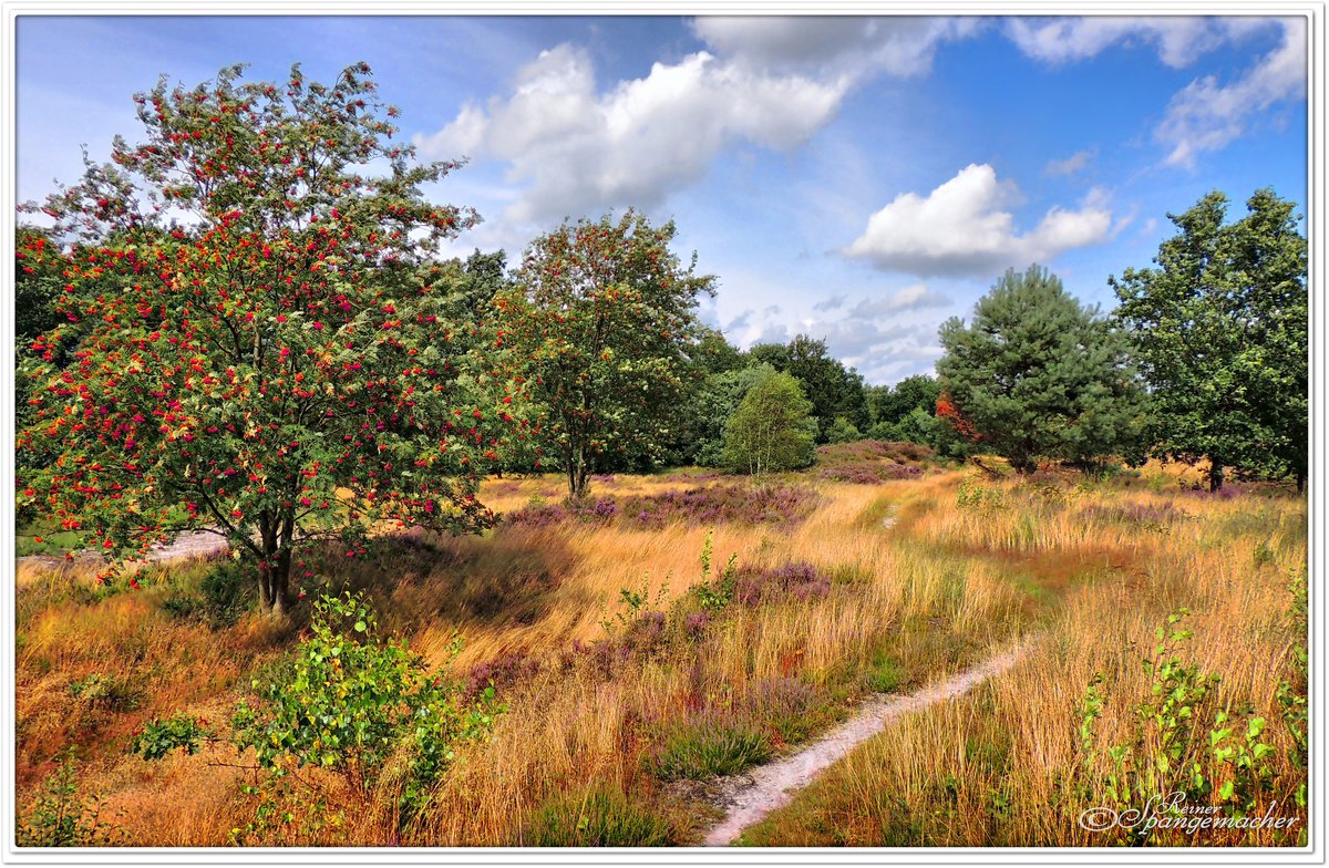 Vogelbeerbäume in der Vareler Heide bei Scheeßel Kreis Rotenburg/Wümme. Anfang August 2016.