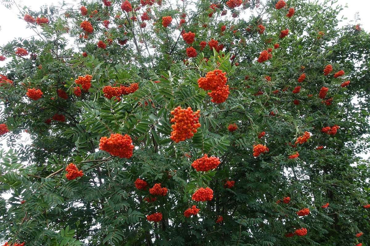 Vogelbeeren in der Feldmark Havighorst am 27.7.2020 /