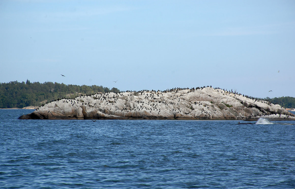 Vogelkolonie auf einer kleinen Inseln im Stockholmer Schärenhof. Das Foto ist nördlich von Gallnö aufgenommen.
Aufnahme: 26. Juli 2017.