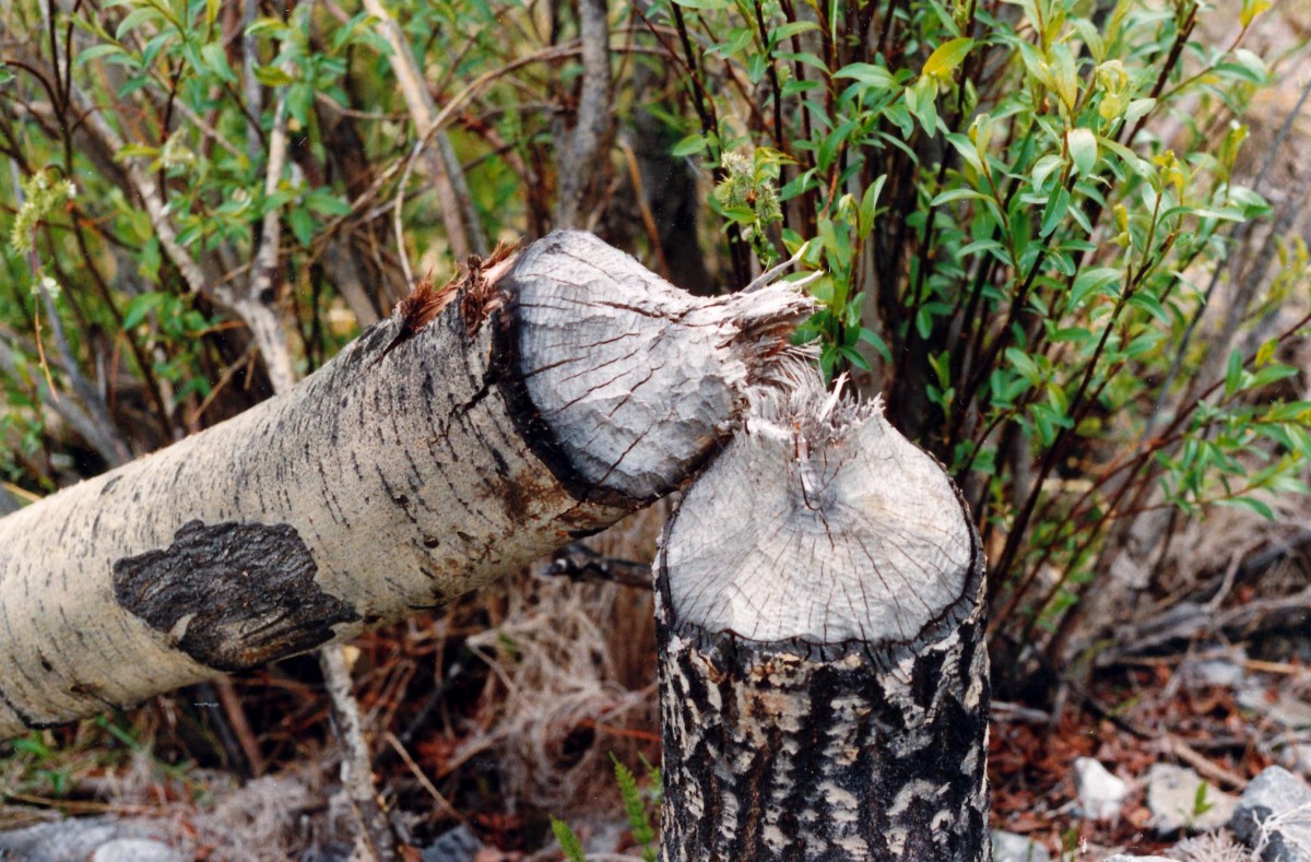 Vom Biber gefällter Baum in den kanadischen Northwest Territories. Aufnahme: Juni 1987 (Bild vom Negativ).