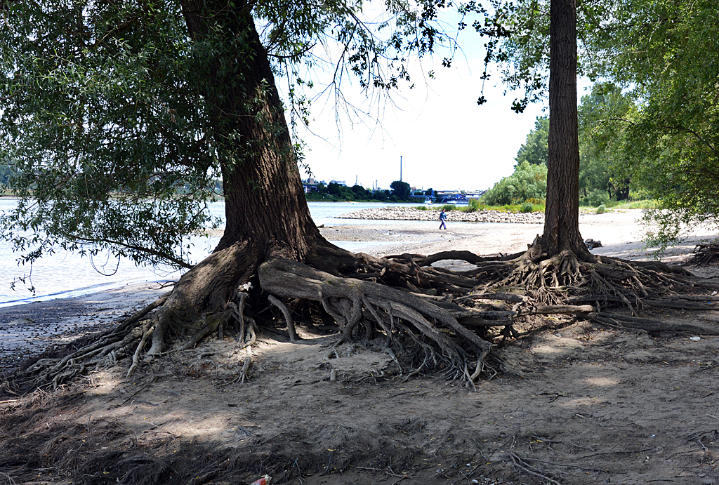 Vom Hochwasser freigelegte Baumwurzeln am Rhein bei Wesseling - 23.06.2014