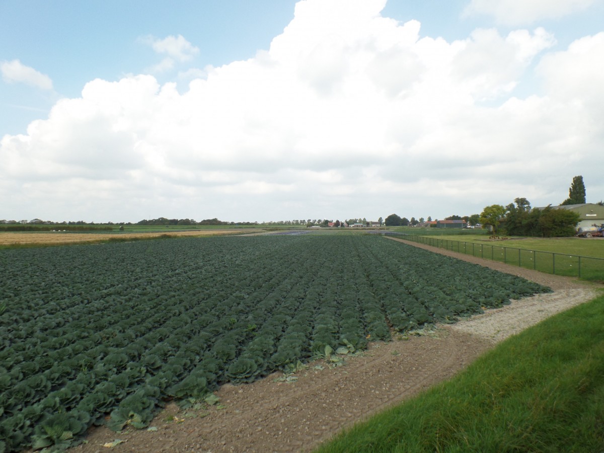 von Opperdoes nach Twisk am 7.9. 2014 - unterwegs mit der Museum Stoomtram von Dorf zu Dorf durch das westfriesische Flachland von Medemblick nach Hoorn.