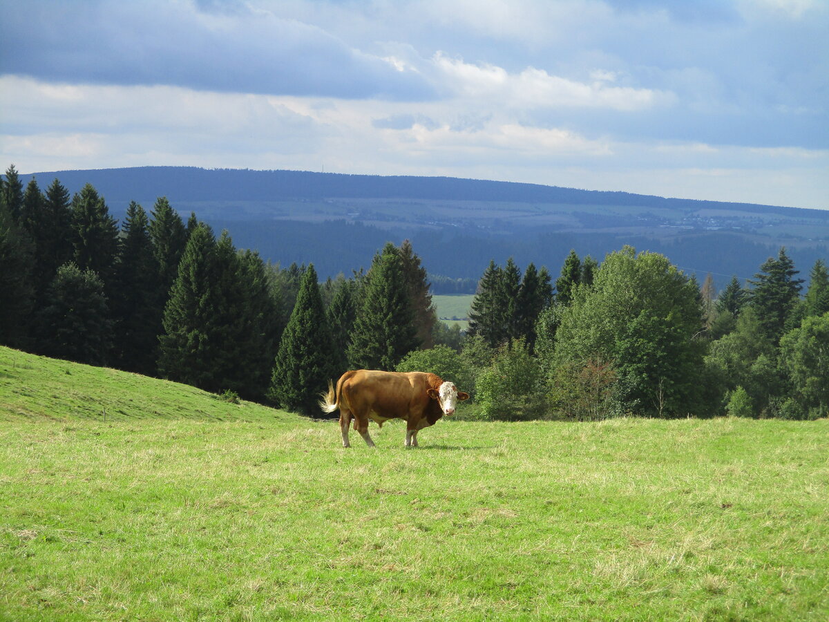 Vor dem Schwarzatal graste dieses Rind zufrieden am 28.Mai 2020.