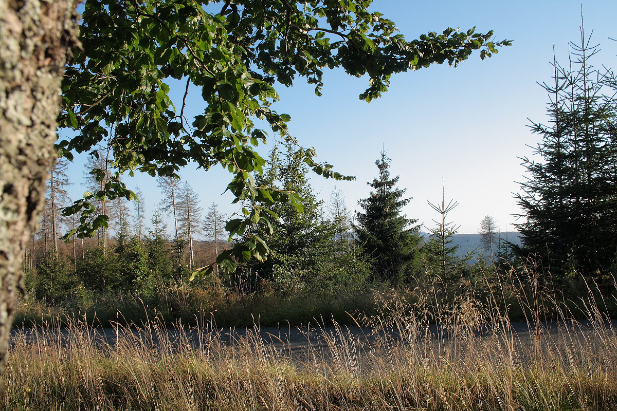 Vor den toten Fichten ein neuer junger Mischwald an der Hahnenkleer Waldstraße; Aufnahme vom frühen Abend des 03.09.2021...