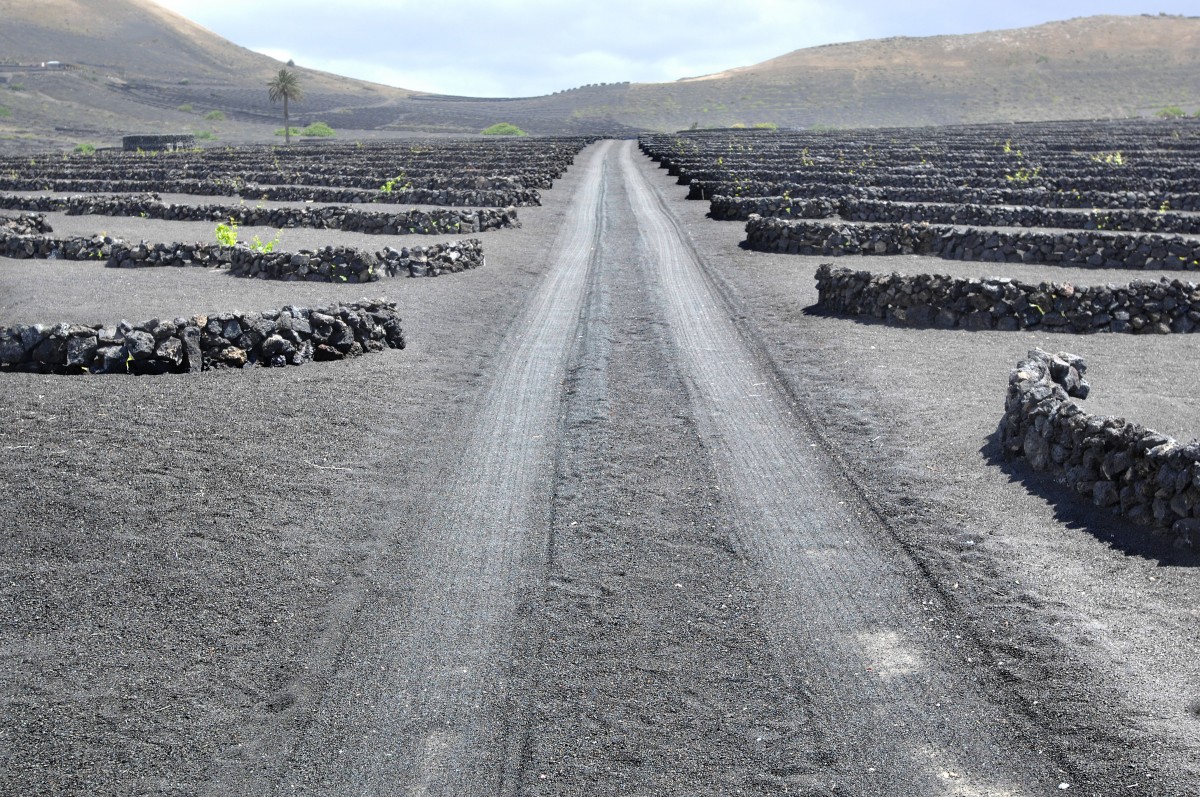 Vulkanische Weinfelder auf Lanzarote. Aufnahme: April 2011.