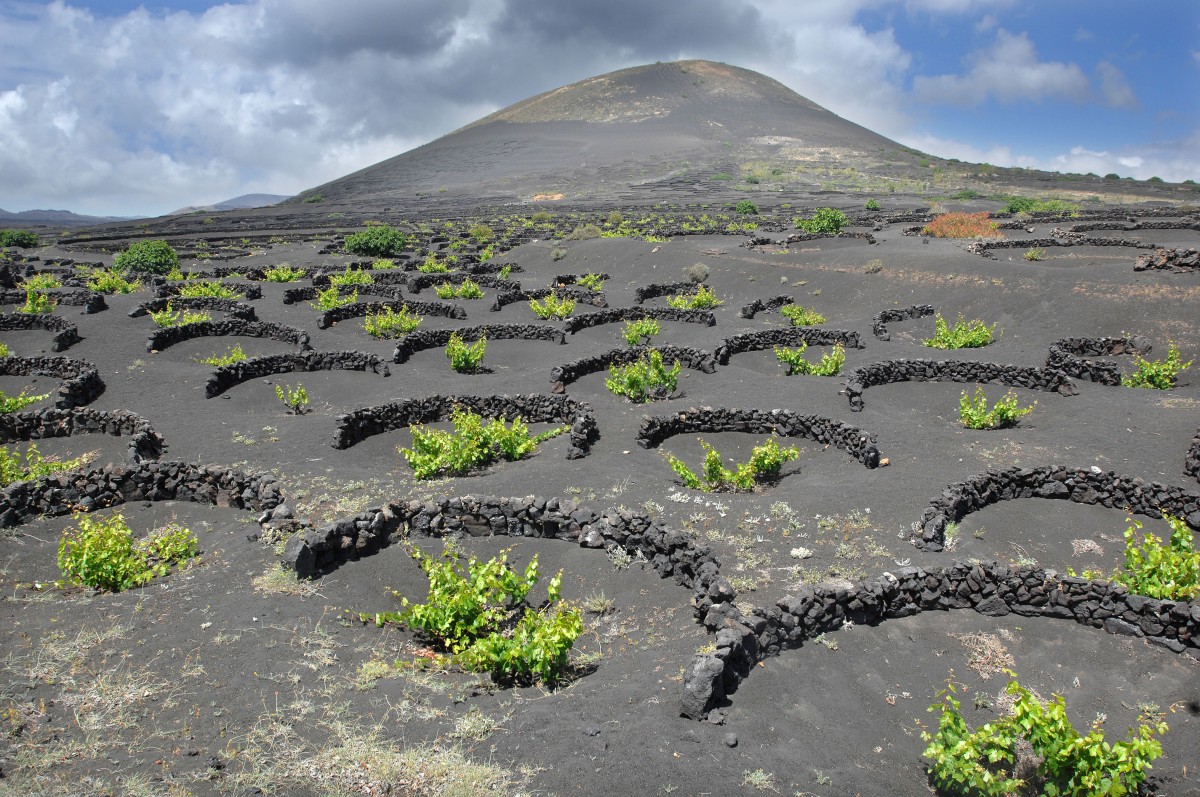 Vulkanische Weinfelder auf Lanzarote. Die einzelnen Pflanzen können nur in tieferen Löchern gedeihen, die umgeben sind mit halbrunden Steinmauern aus Lavabrocken, den sogenannten »Zocos«, die den Weinstock gegen den auf Lanzarote immer herrschenden, stark blasenden Wind schützen und das Fortwehen der Ascheschicht verhindern. Aufnahme: April 2011.