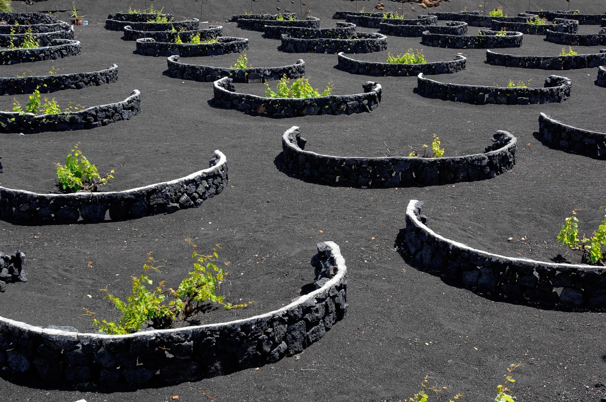 Vulkanische Weinfelder auf Lanzarote. Die einzelnen Pflanzen können nur in tieferen Löchern gedeihen, die umgeben sind mit halbrunden Steinmauern aus Lavabrocken, den sogenannten »Zocos«, die den Weinstock gegen den auf Lanzarote immer herrschenden, stark blasenden Wind schützen und das Fortwehen der Ascheschicht verhindern. Aufnahme: April 2011.