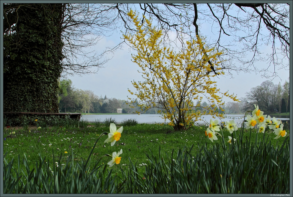 Während die Bäume noch überwiegend kahl sind kündigen blühende Osterglocken und Forsythien den Frühling im Wörlitzer Park an. (06.04.2014)