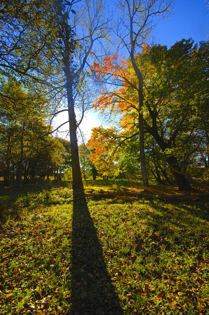 Wäldchen im Naturschutzgebiet Nord bei Flensburg. Aufnahme: 20. Oktober 2010.