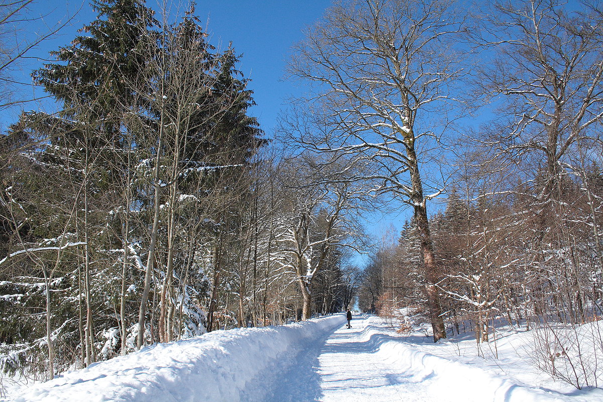 Wald bei Braunlage an der Alten Harzburger Straße im Sonnenschein; Aufnahme um die Mittagszeit vom Sa., 13.02.2021...