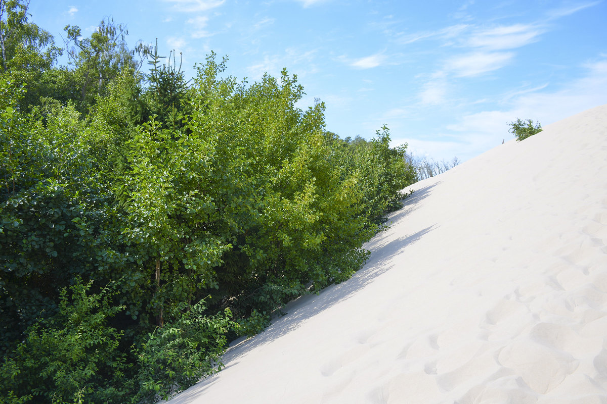 Wald und Düne - Die Lontzkedüne (polnisch Wydma Łącka) ist zwischen 30 und 42 Meter hoch, etwa 1300 Meter lang und 500 Meter breit und bewegt sich durch die vorherrschenden westlichen Winde etwa 12 Meter im Jahr nach Osten. Dabei begräbt sie die ursprüngliche Landschaft, Wald und Moor unter sich.
Aufnahme: 17. August 2020.