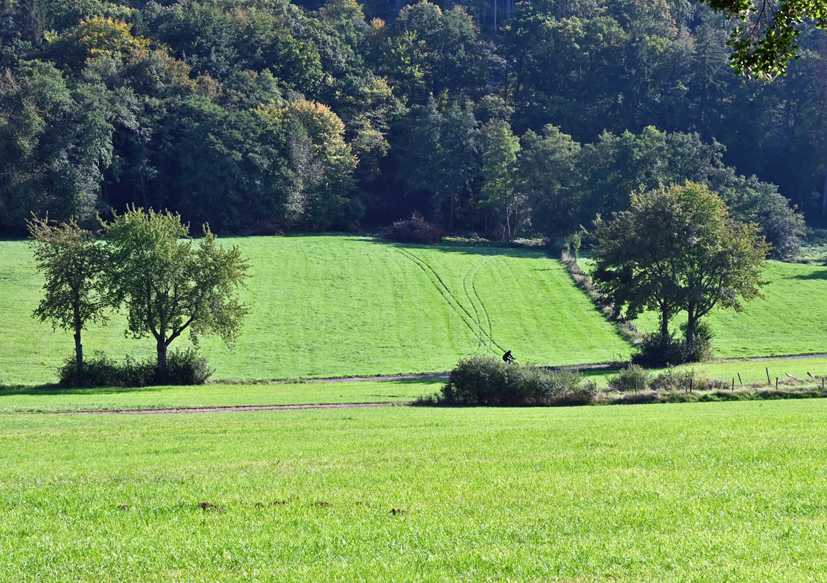 Wald, Einzelbäume und Wiesen unterhalb der Steinbachtalsperre - 08.10.2021