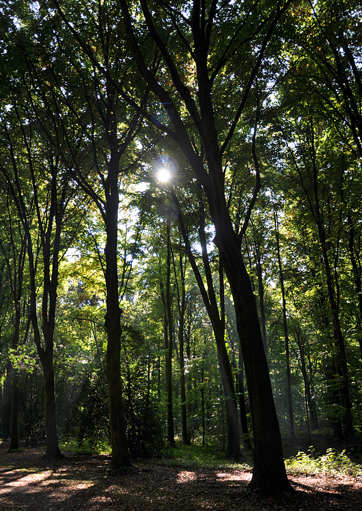 Wald - Sonne beim Schlo Augustusburg in Brhl - 07.10.2013