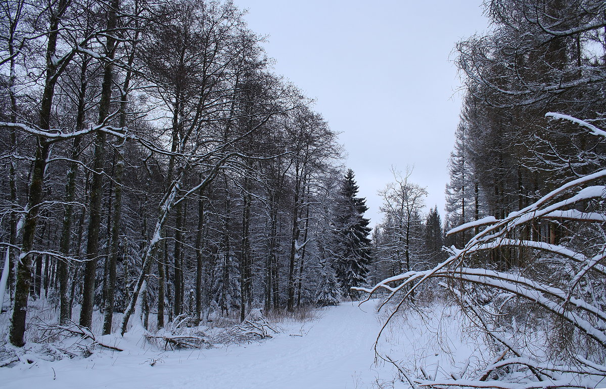 Wald unter Schnee am Brunnenbachsweg; Aufnahme vom späten Nachmittag des 08.01.2022...
