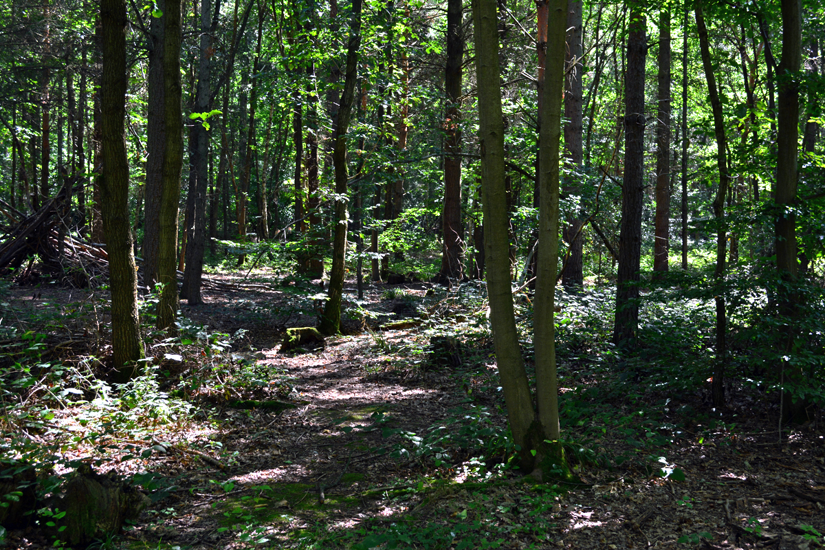 Wald - Unterholz bei der Hardtburg in Eu-Stotzheim - 31.08.2015