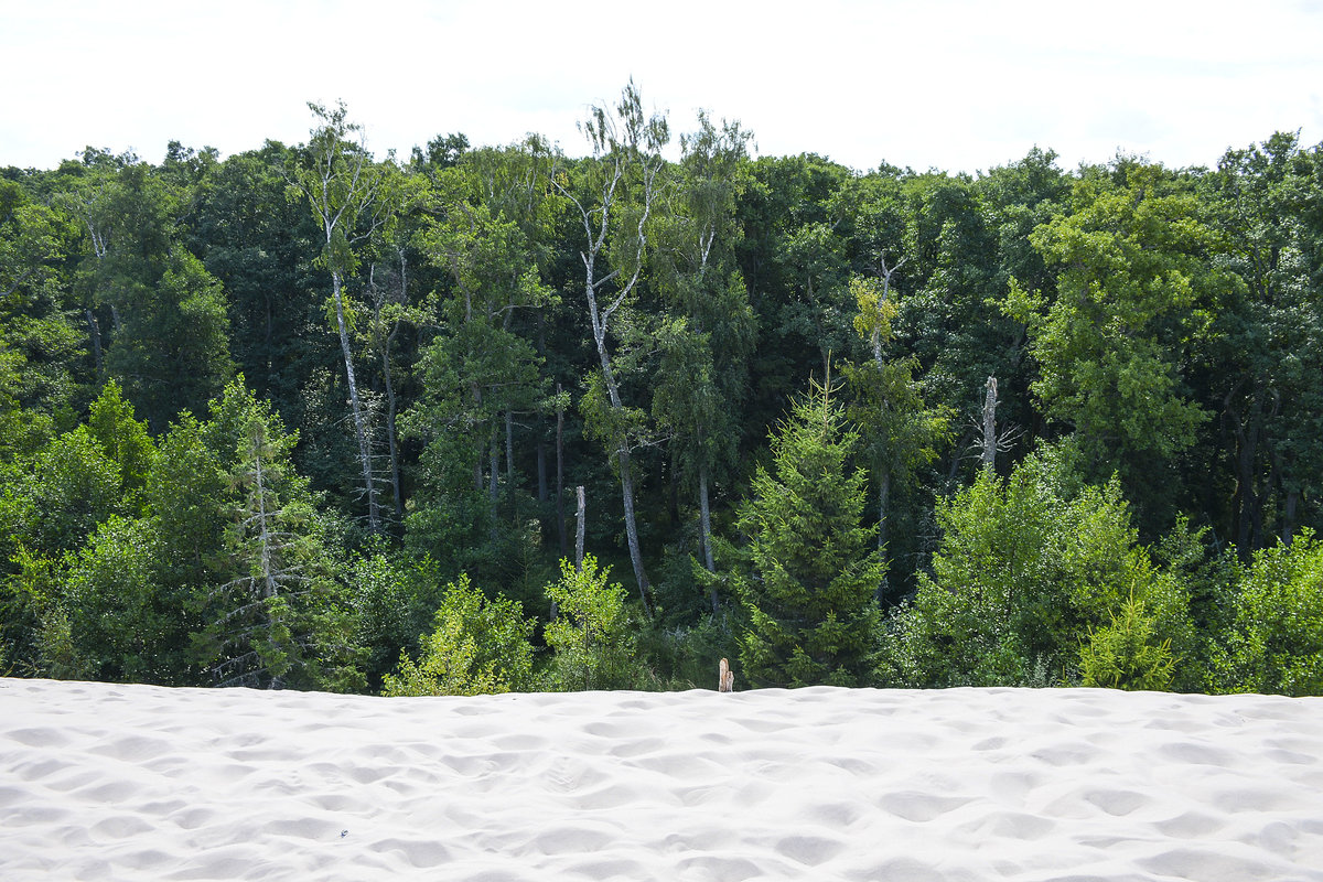 Wald und Wanderdüne - Die Lontzkedüne (polnisch Wydma Łącka) ist die größte Wanderdüne an der pommerschen Ostseeküste. 
Aufnahme: 17. August 2020.