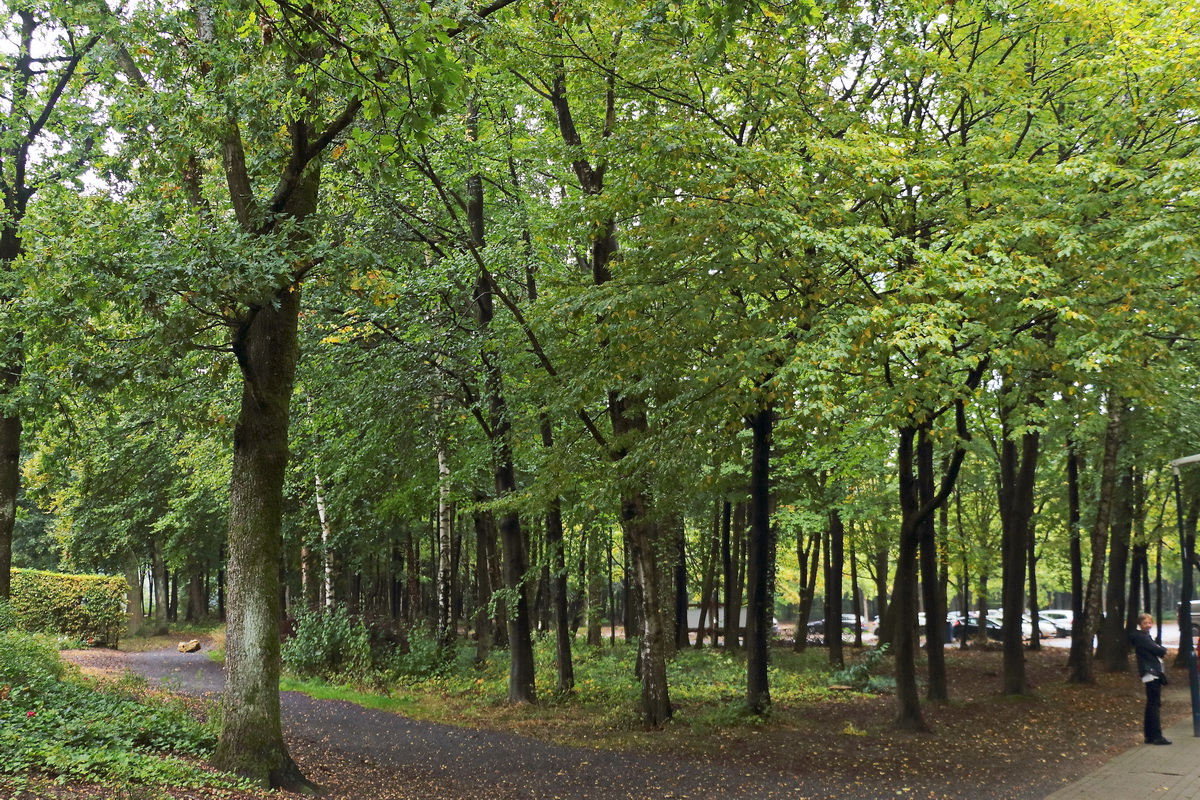 Waldgebiet am Parkplatz des Labyrinthes am Dreiländerpunkt Vaals im niederländischen Zuid-Limburg am 09. Oktober 2020.