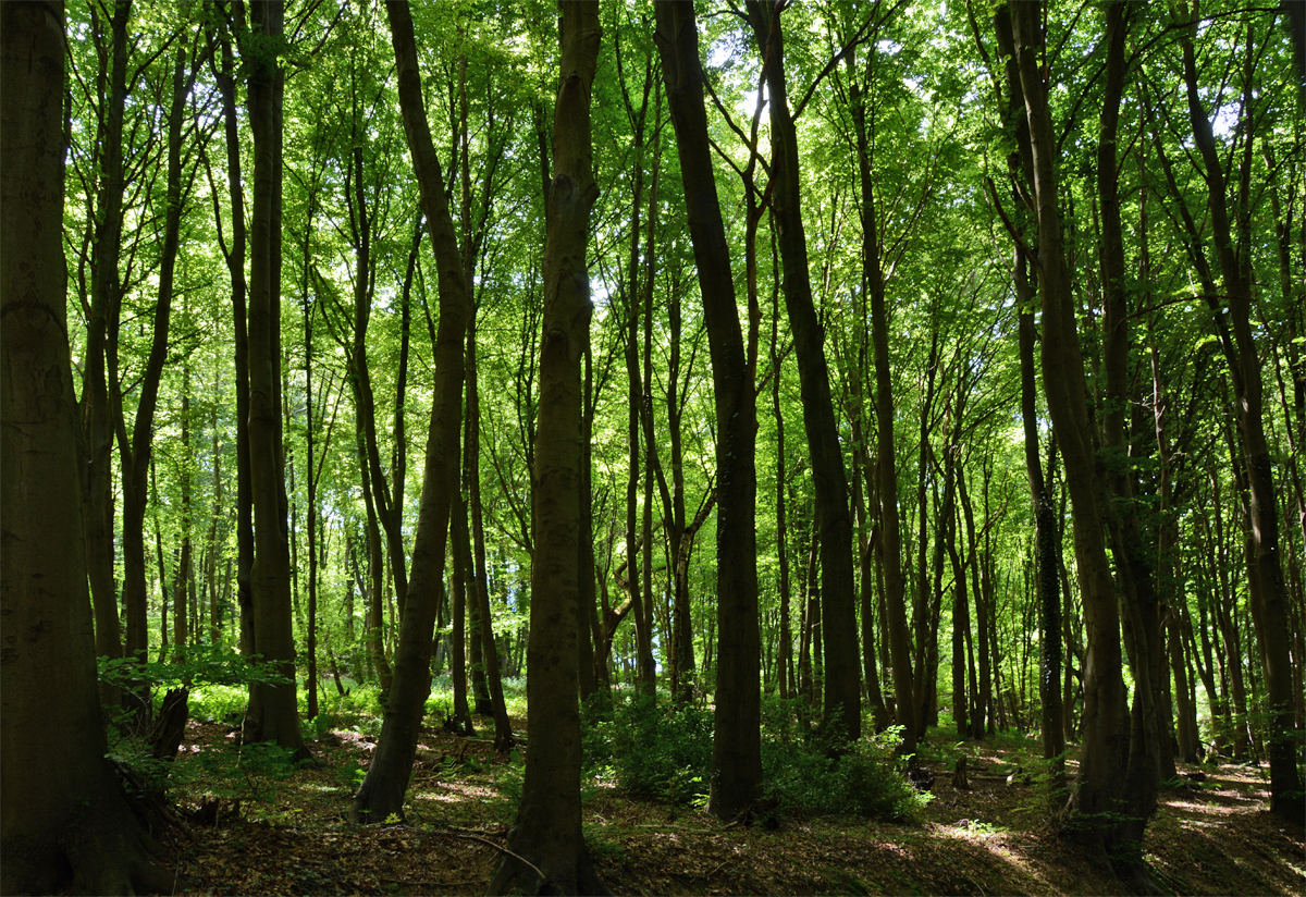 Waldstimmung, Gegenlicht auf der Erpeler Ley - 17.06.2015