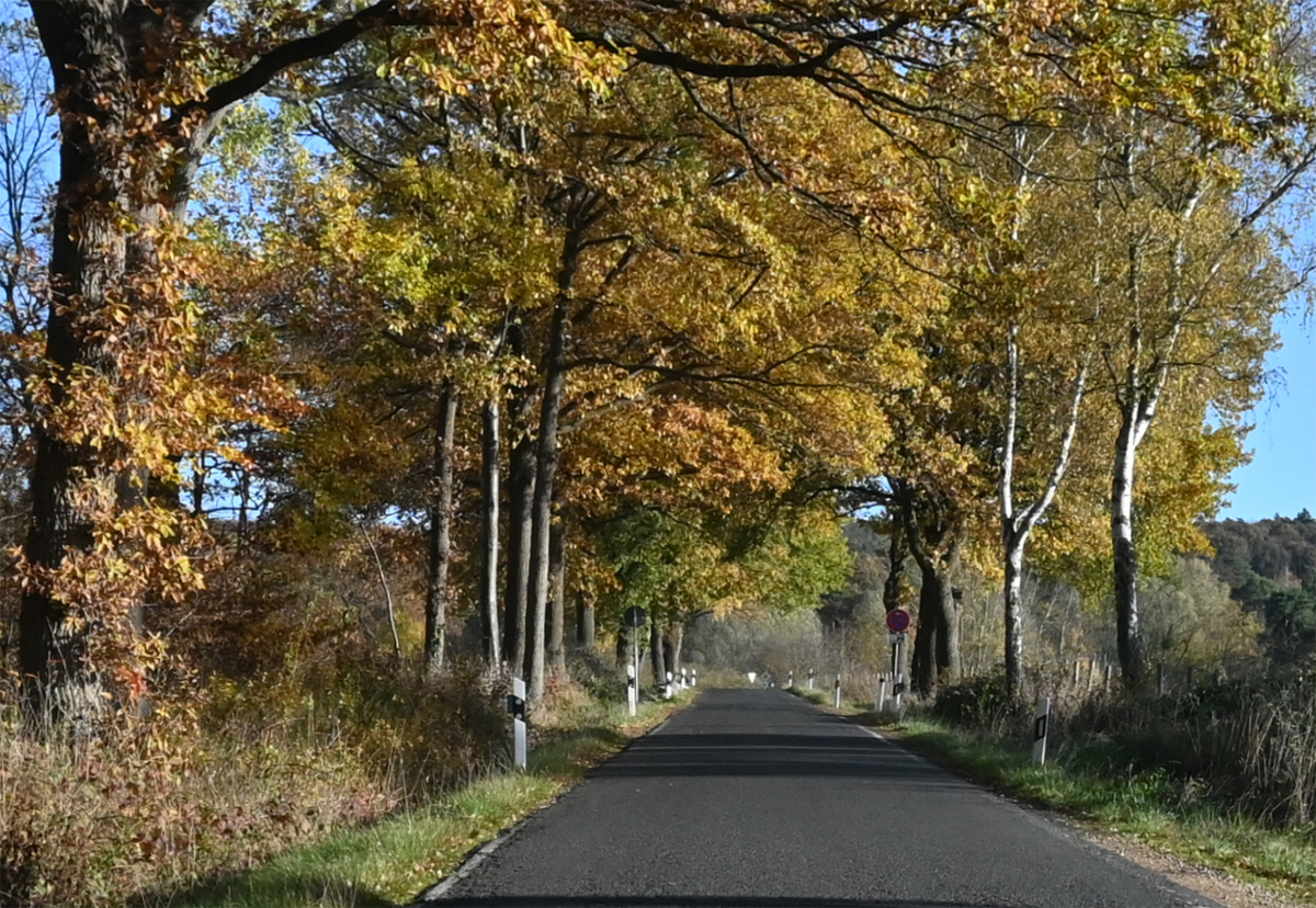 Waldstraße im Spätherbst an der Steinbachtalsperre - 24.11.2022