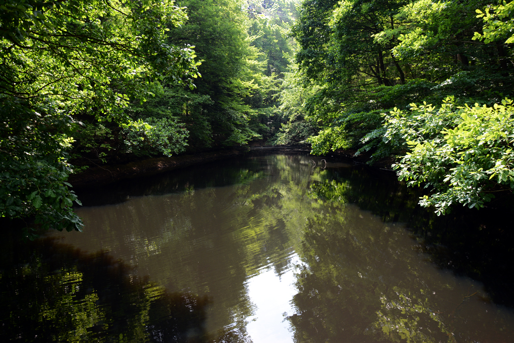 Waldteich im Wald bei der Hardtburg (Eu-Kirchheim) - 01.06.2014