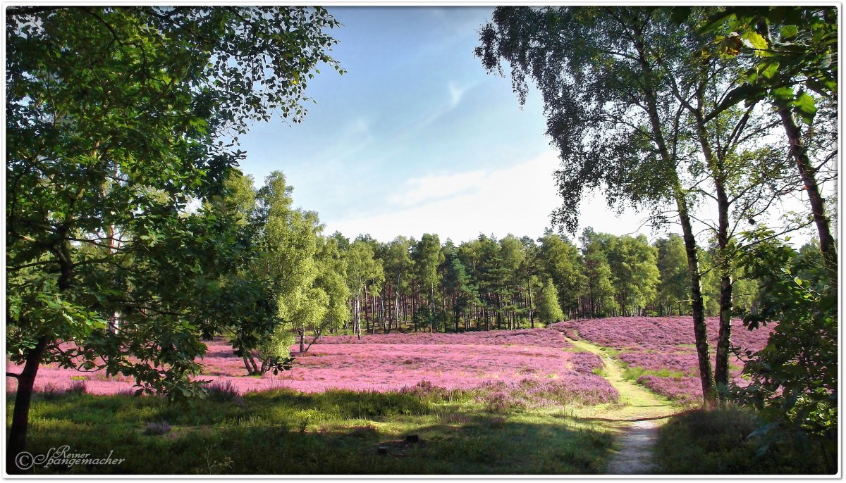 Waldweg am Brunsberg bei Sprötze in der Nordheide. Heideblüte im September 2013