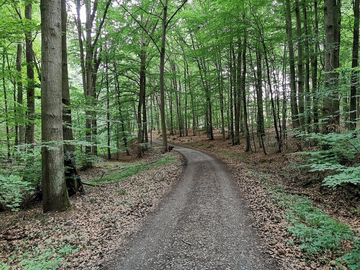 Waldweg zwischen 9. Schneise und Butterweg auf der Hohen Warte bei Fernwald Annerod. Foto vom 25.06.2020.