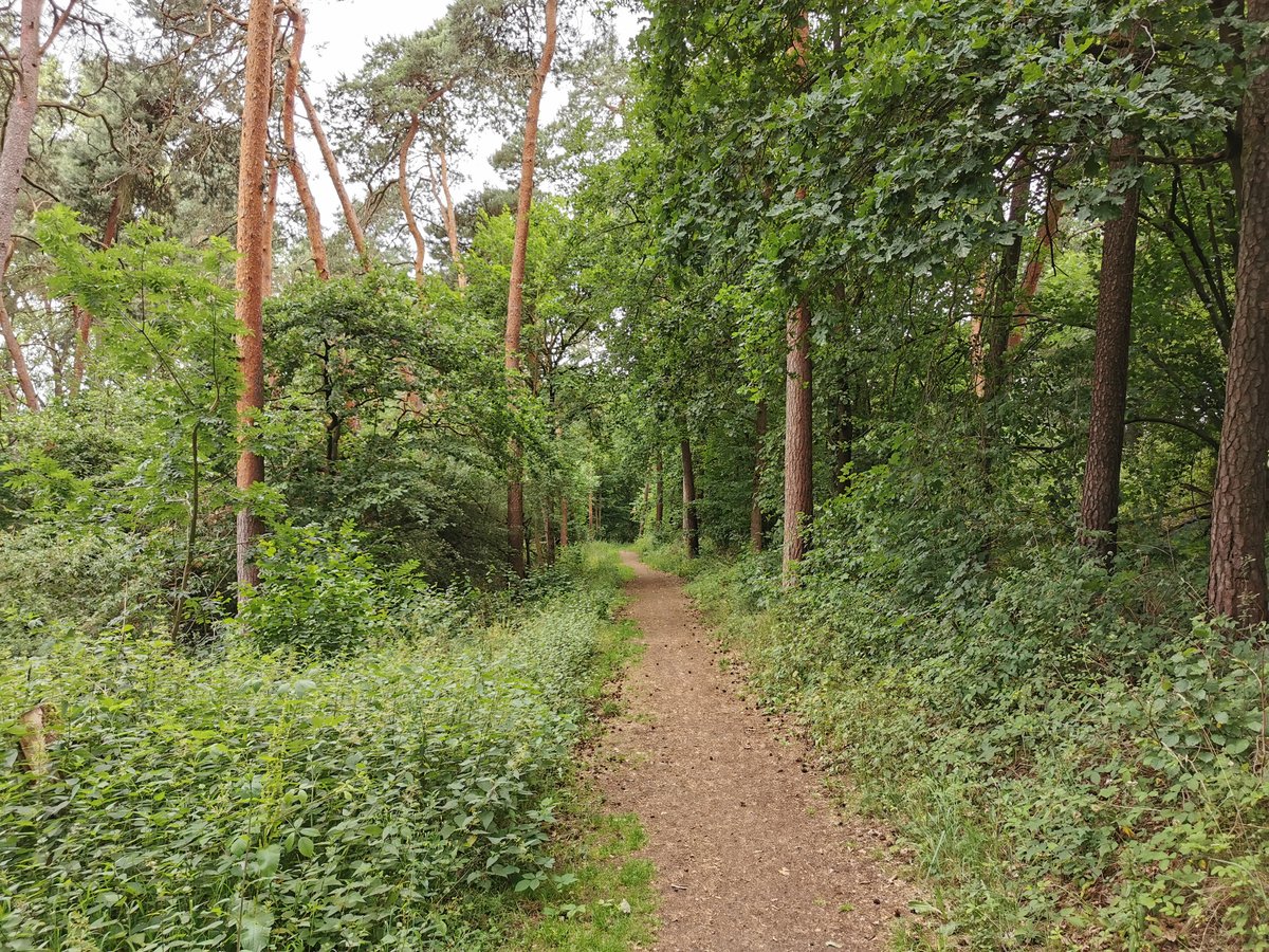 Waldweg zwischen Anneröder Weier und Hochbehälter der Stadtwerke Gießen und Schützenverein Annerod. Aufgenommen am 25.06.2020.