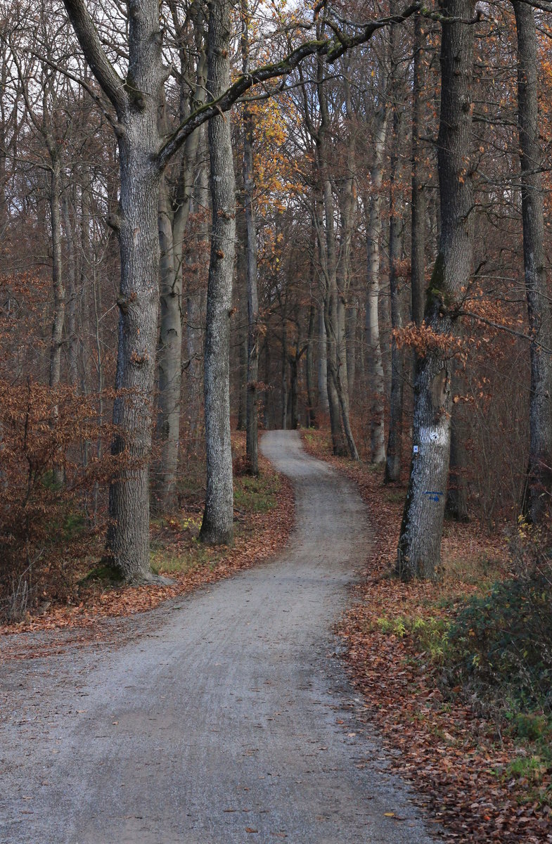 Waldweg zwischen Holzgerlingen und Böblingen gesäumt von Eichen und Buchen am 20.11.2020. 
