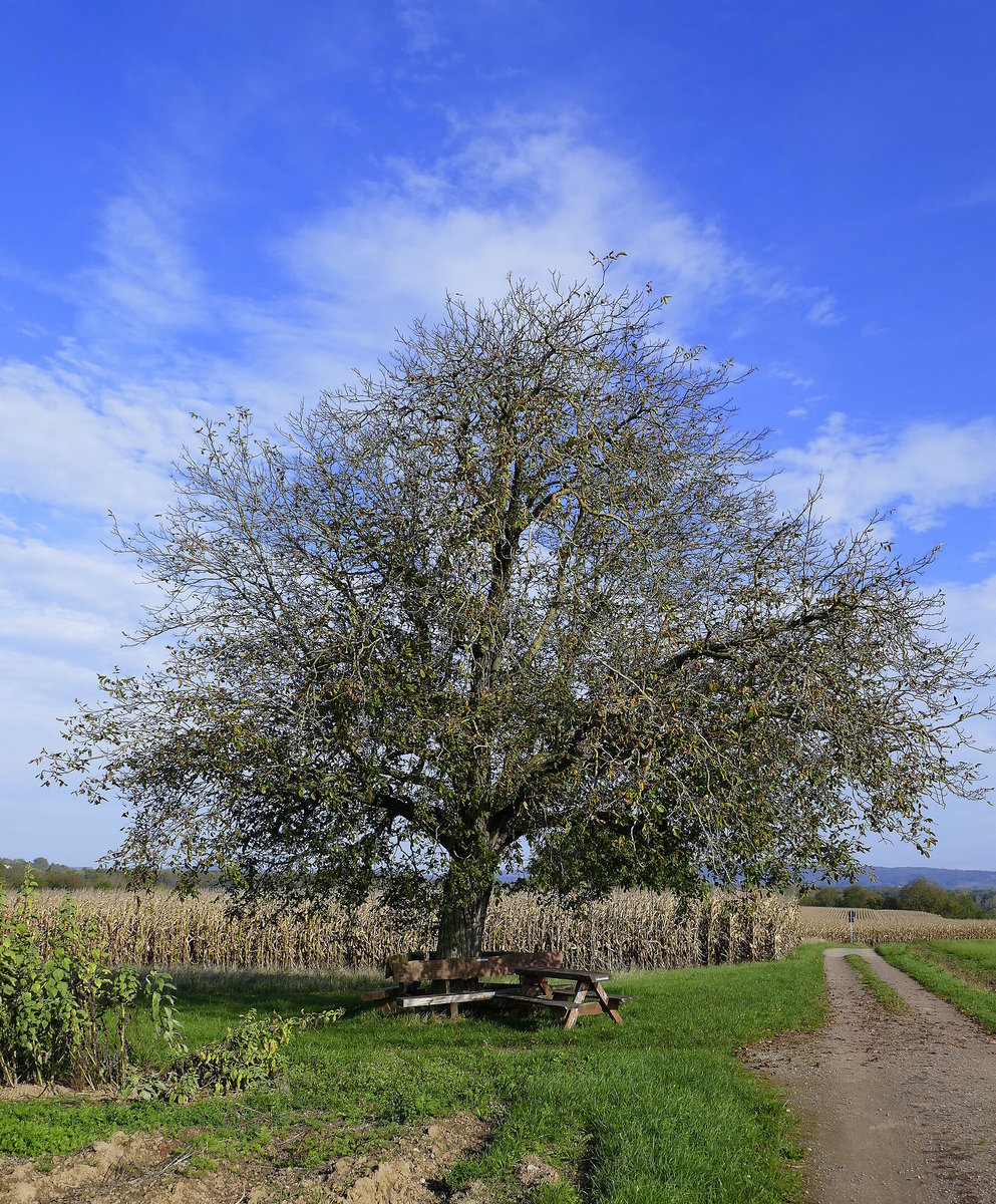 Walnußbaum im Herbst, gesehen am Marchhügel im Breisgau, Okt.2019