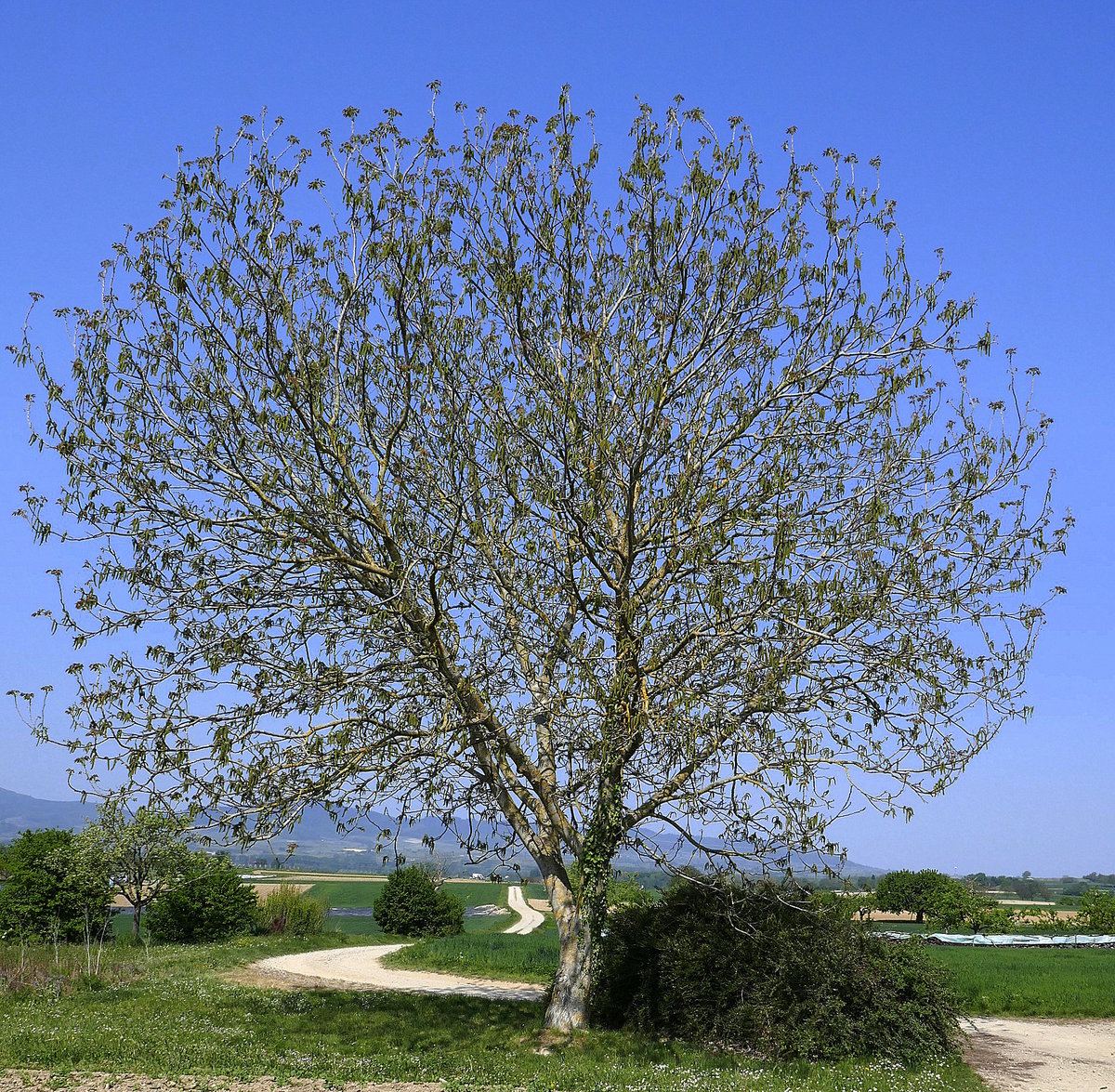 Walnußbaum in voller Blüte, die männlichen und weiblichen Blüten befinden sich auf einer Pflanze und werden durch den Wind bestäubt, April 2020