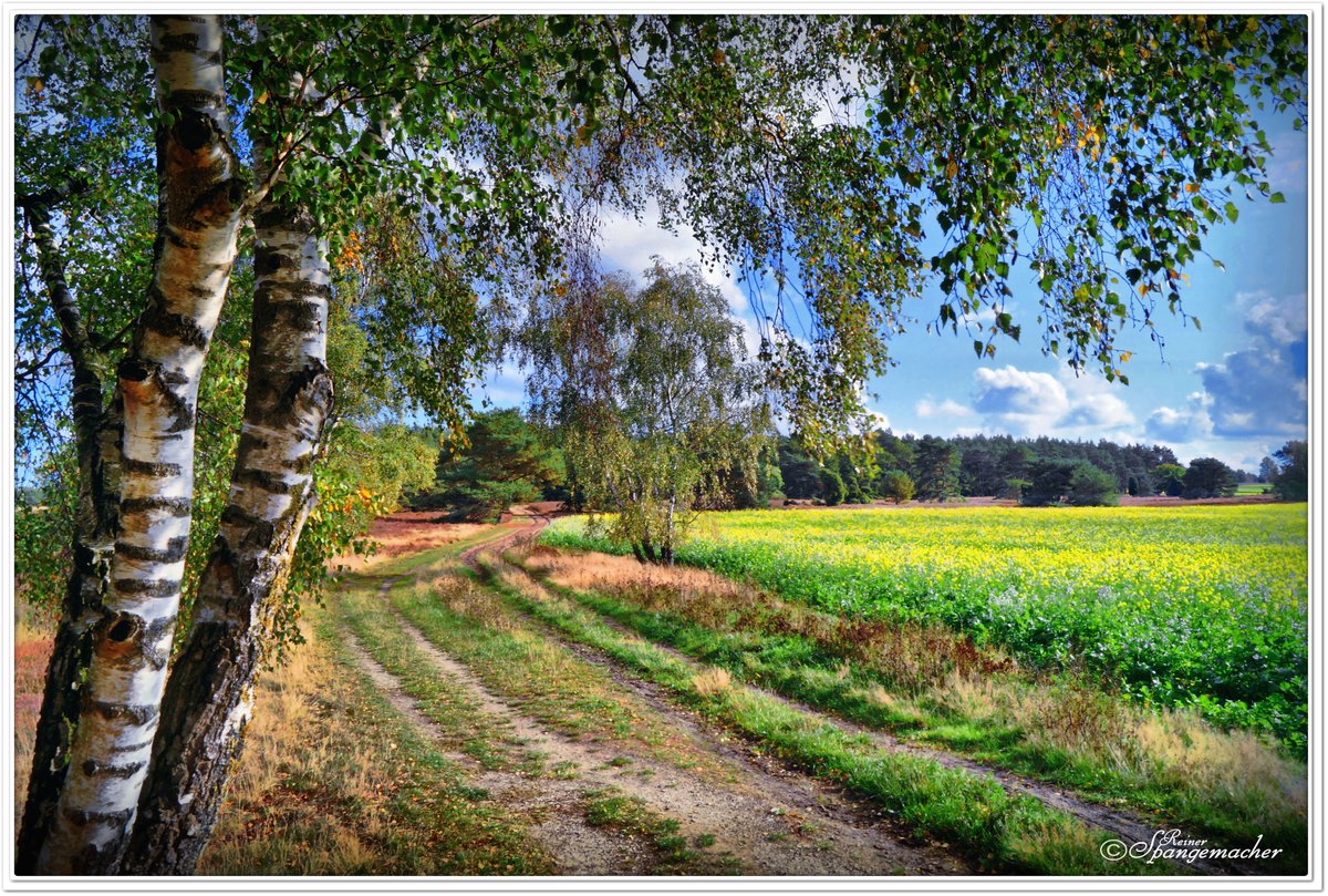 Wander-& Kutschweg am Rande vom Segelflugplatz Reinsehlen und der Heide bei Schneverdingen,
im Oktober 2020. 