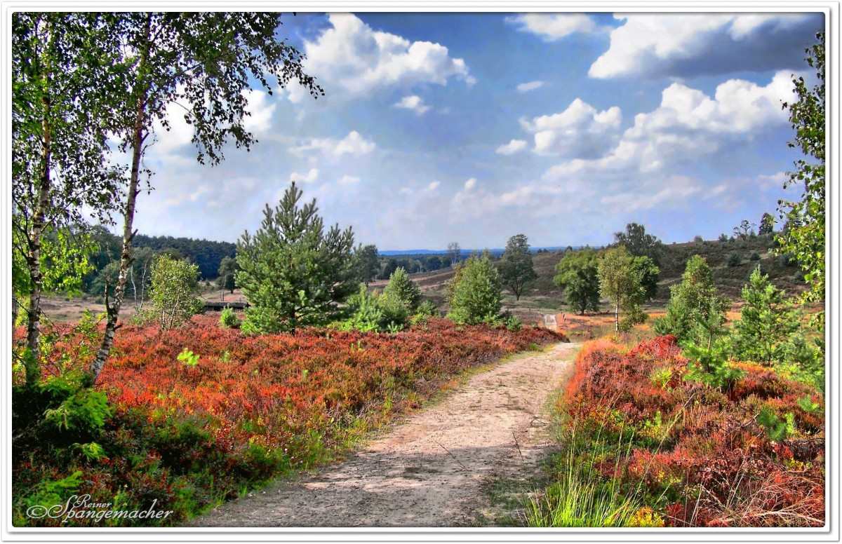 Wanderweg durch die Weseler Heide, Teil der Nordheide im Kreis Harburg, August 2009.