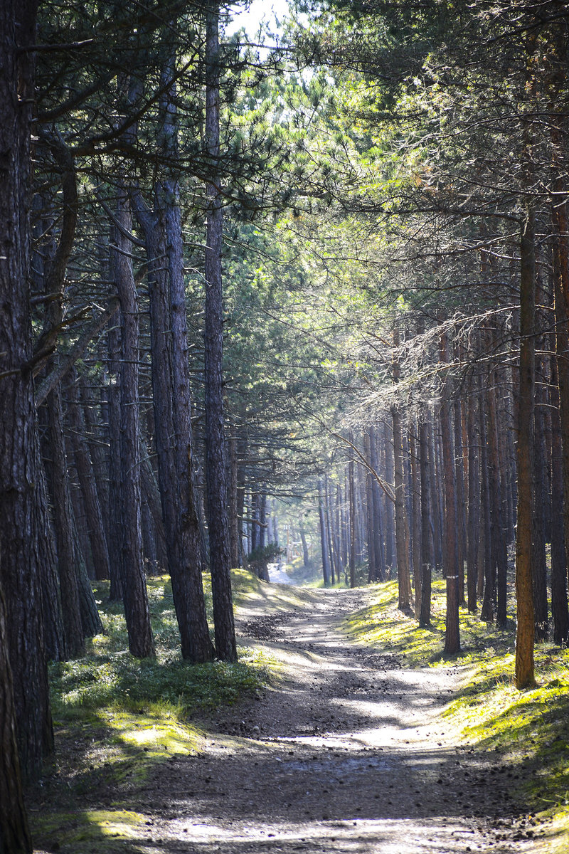 Wanderweg im Kiefernwald westlich von Łeba in Hinterpommern. Aufnahme: 18. August 2020.