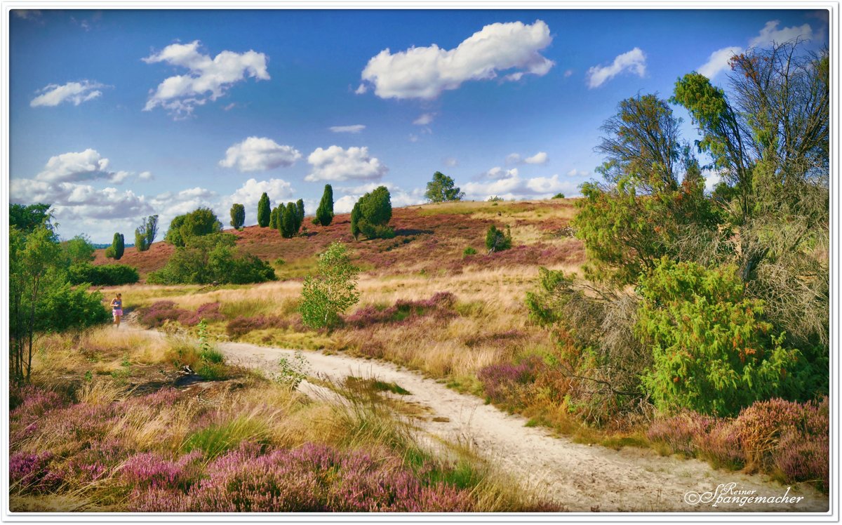 Wanderweg nach Undeloh. Das Radenbachtal im Naturschutzgebiet Lüneburger Heide, im August 2020. Neben dem Wanderweg durch das Heidetal bei Niederhaverbeck, gehört dieser Sandweg wohl zu den schönsten Wegen im gesamten Naturpark. Zur Erklärung: Ein viertel des Naturparks ist Naturschutzgebiet und in dessen Zentrum liegt der Ort Wilsede.