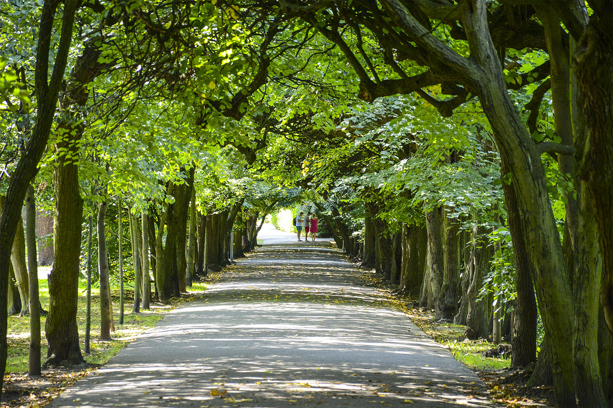 Wanderweg im Park Oliwska im Danziger Ortsteil Oliwa. Aufnahme: 14. August 2019.