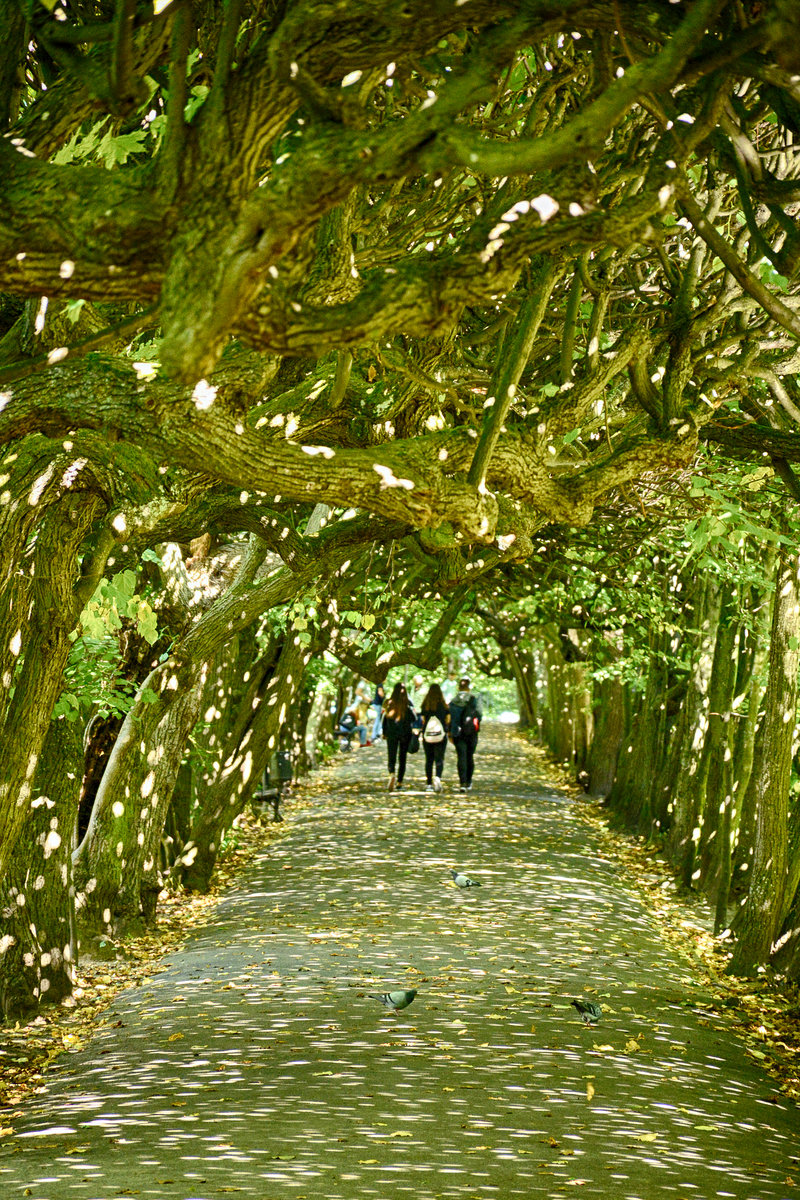 Wanderweg im Park Oliwska im Danziger Ortsteil Oliva.Aufnahme: 14. August 2019.